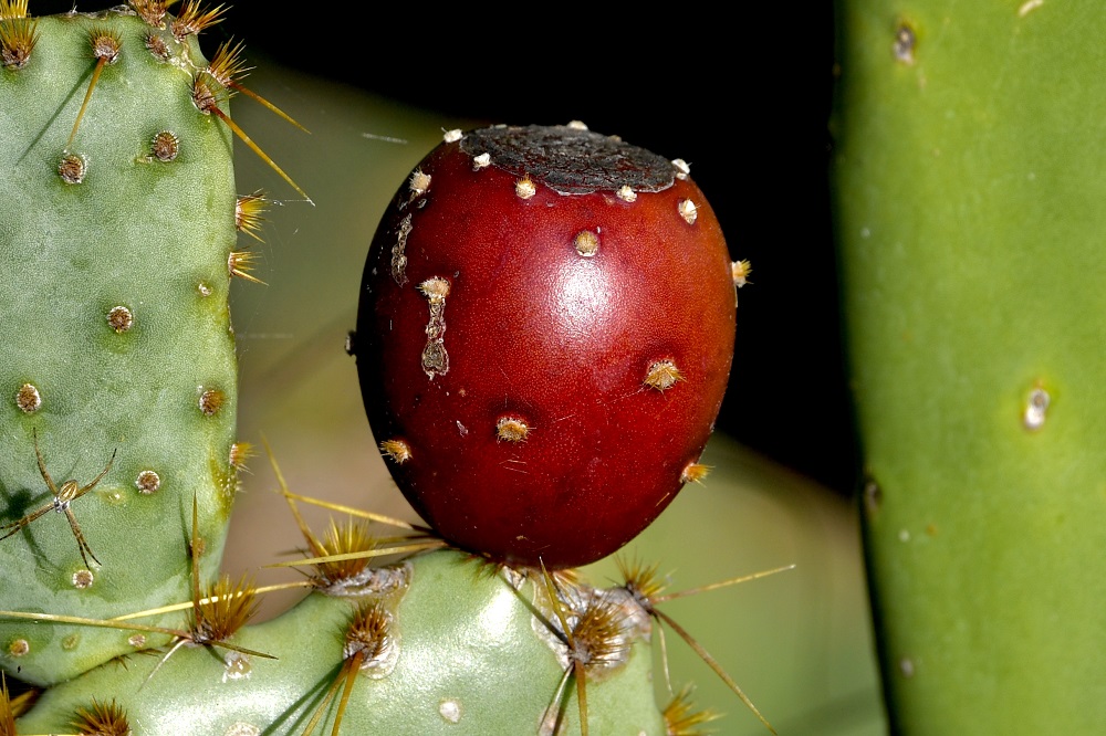 Sun Photo A00026 Prickly Pear Cactus